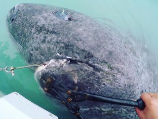 Dünyanın en yaşlı köpek balığı Atlas Okyanusu’nda bulundu