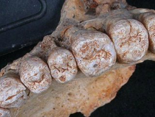 175 bin yıllık çene kemiği bulundu