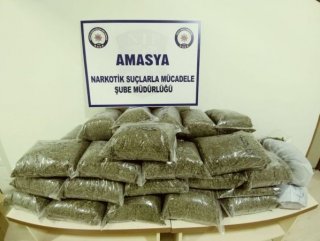 Amasya’da 21,8 kilo bonzai ele geçirildi