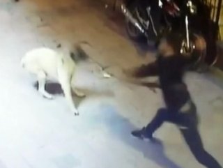 Taksim’de magandalar köpekleri bıçakladı
