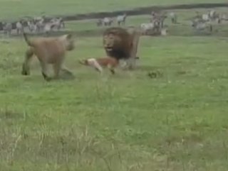 Tanzanya’da aslanlara kafa tutan köpek