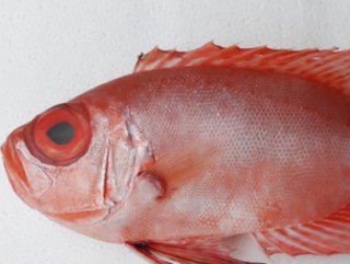 ’Mandagöz’ balığı Türkiye’de ilk defa görüldü