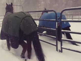 İlk kez kar gören atların şaşkınlığı