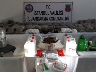 İstanbul’da 2 milyon liralık bonzai operasyonu