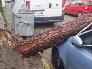 İzmir’de 2 otomobilin üzerine çam ağacı devrildi