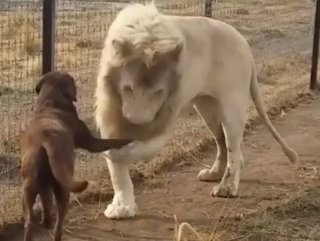 Köpeğin patisini öpen aslan