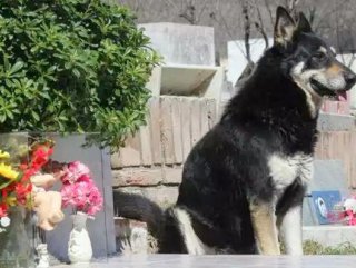 Sahibini 12 yıl mezar başında bekleyen köpek öldü