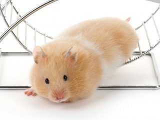 Seül Virüsü ev hamsterların dışkısından bulaşıyor