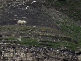 Yumurta bulmak için uçuruma tırmanan kutup ayısı