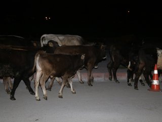 Adana’da çoban uyuyunca hayvanlar sokaklara girdi