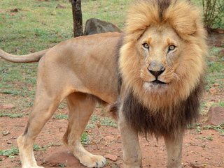 Güney Afrika’da aslan avcıyı yedi
