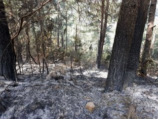 Teröristler Amanos’ta ormanı ateşe verdi