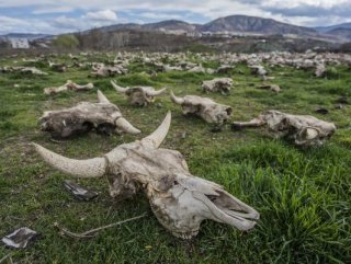 Tokat’ta yüzlerce büyükbaş hayvan kafatası bulundu