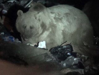 Uyku düzeni bozulan boz ayılar Sarıkamış’a indi