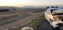 Otomobil koyun sürüsüne daldı; 20 koyun öldü