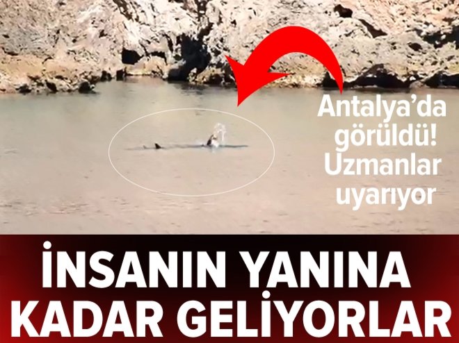 Antalya’da Akdeniz foku beslenirken görüntülendi