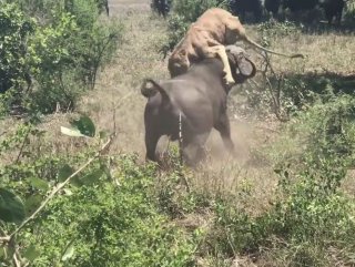 Bufalo pusudaki aslana saldırdı