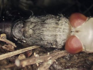 Larvanın sineğe dönüşme görüntüleri