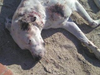 Sokak köpeği av tüfeğiyle vurularak yaralandı