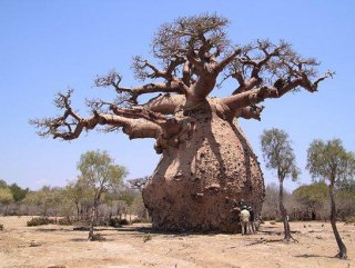 Toboroçi ağacını diğer ağaçlardan ayıran özellik nedir
