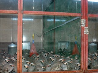 12 bin kınalı keklik doğaya salındı