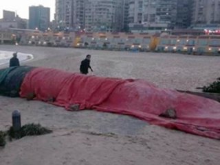 Akdeniz’de 13 metrelik balina karaya vurdu