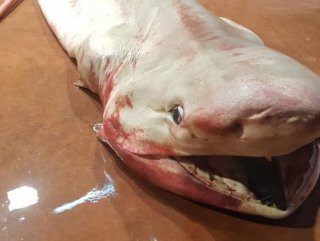 Antalya’da köpek balığı yakalandı