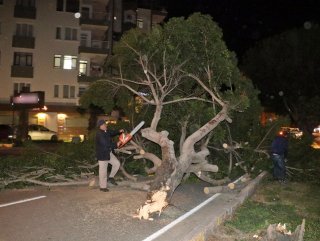Antalya’da şiddetli rüzgar ağaçları kökünden söktü