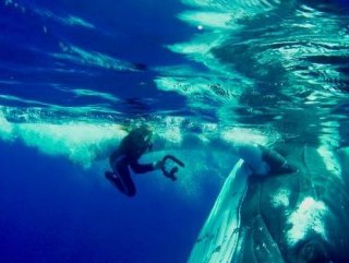 Bilim insanına saldıran köpek balığını balina engelledi