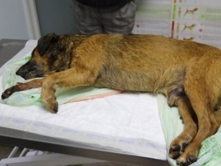 Marmaris’te 2 köpek zehirlenerek öldürüldü