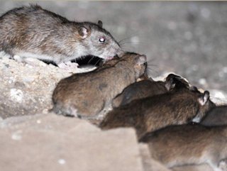 Tahran’ı fareler sardı