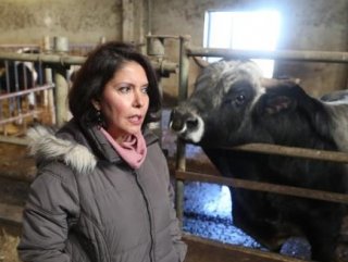 Türkiye’nin klonlanan ilk sığırları Tekirdağ’a getirildi