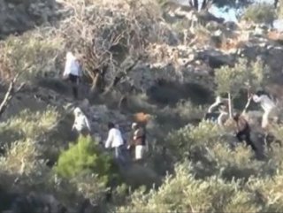 Yahudi yerleşimciler Filistinlilerin ağaçlarına saldırdı