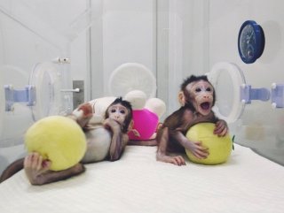Çin’de bir ilk yapıldı: İki maymun klonlandı