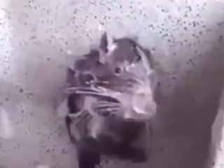 İnsan gibi duş alan fare