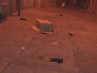 İzmir’de yavru kediler ölü bulundu