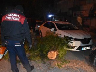 Şiddetli rüzgar İzmir’de ağaçları devirdi