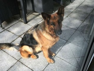 Almanya’da kaybolan köpek İsviçre’de bulundu