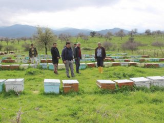 Aydın’da milyonlarca arı telef oldu