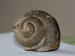 Giresun’da 65 milyon yıllık ammonit fosili bulundu