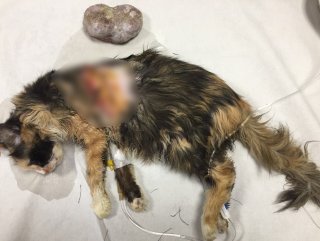 Hasta kediden 400 gramlık tümör alındı