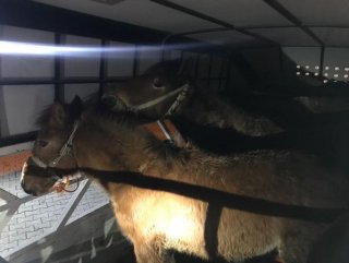 Kahramanmaraş’ta bir kamyonette 6 at ele geçirildi