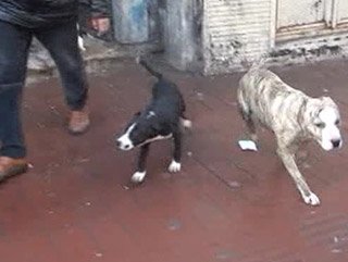 Taksim’de metruk binadan dövüş köpekleri çıktı