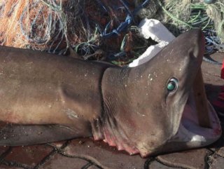 Tekirdağ’da ağlara 1,5 metrelik köpek balığı takıldı