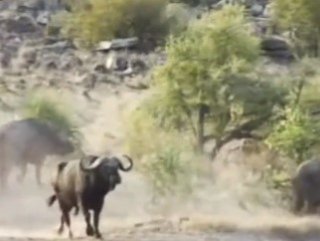 Yavru fili aslanlardan kurtaran bufalo sürüsü