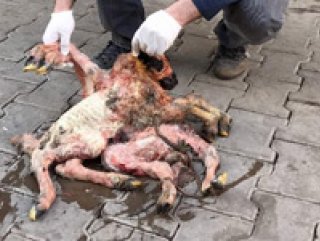 Şanlıurfa’da 8 ayaklı kuzu ölü doğdu