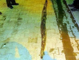 Şarköy’de 3 metre 20 santimlik yılan bulundu