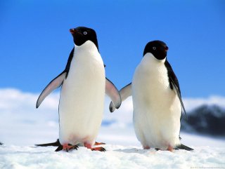 1,5 milyonluk penguen sürüsü keşfedildi