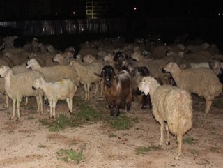 Adana’da çoban uyudu hayvanlar şehre indi