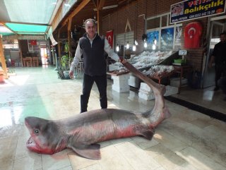 Akdeniz’de 4 metrelik köpek balığı yakalandı